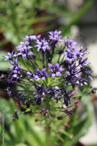 Plantas en flor en la primavera en el sur de España