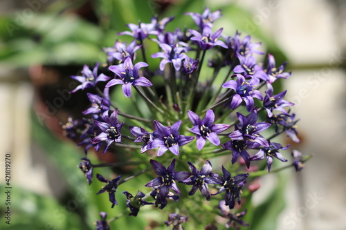 Plantas en flor en la primavera en el sur de España