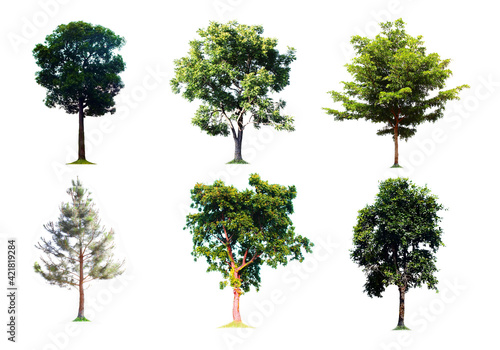 Blurred images of many perennial tree shapes, complete 6 trees on a white background © Arteekom