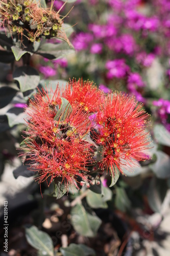 Plantas en flor en la primavera en el sur de España