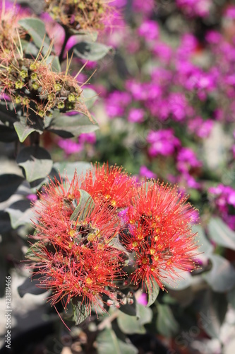 Plantas en flor en la primavera en el sur de España