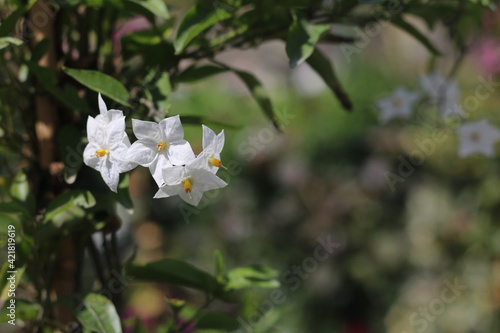 Plantas en flor en la primavera en el sur de España