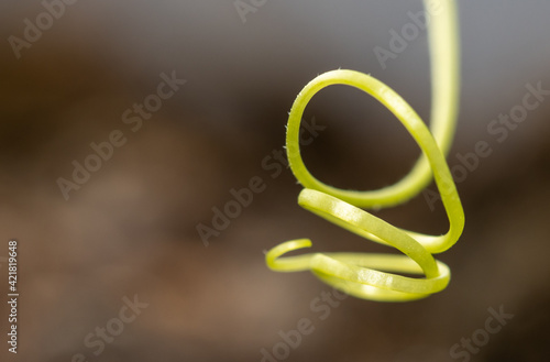 Close-up of a green tendril on a cucumber.