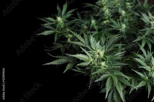 Blooming cannabis bush. Fresh plant on black background, flat lat, top view. Green marijuana pattern. Herbal medicine layout. Hemp recreation, legalization concept.