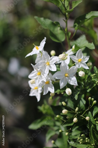 Plantas en flor en la primavera en el sur de España