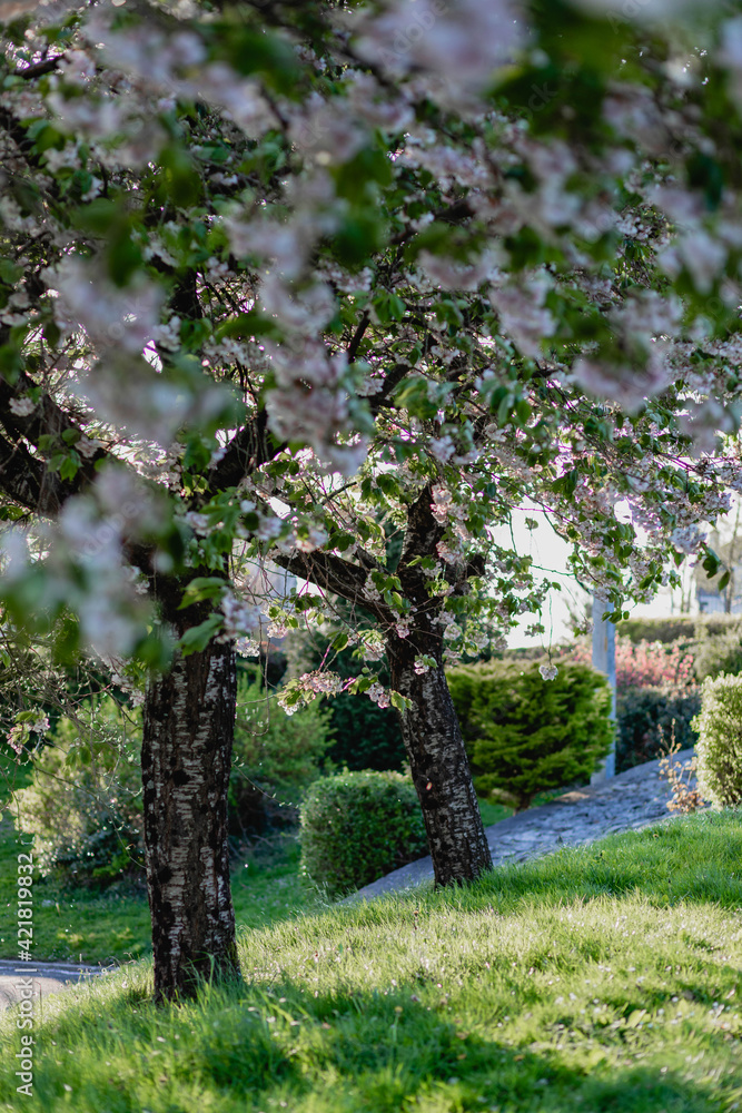 Fototapeta premium Blooming cherry trees, fruit trees on a sunny, windy, spring day with falling petals