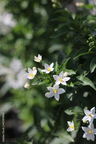 Plantas en flor en la primavera en el sur de España