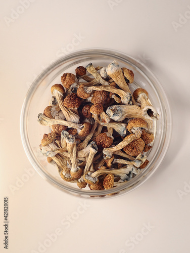 Psilocybin mushrooms in glass storage jar on powder pink background. Psychedelic magic mushroom Golden Teacher. Medical usage. Microdosing concept.