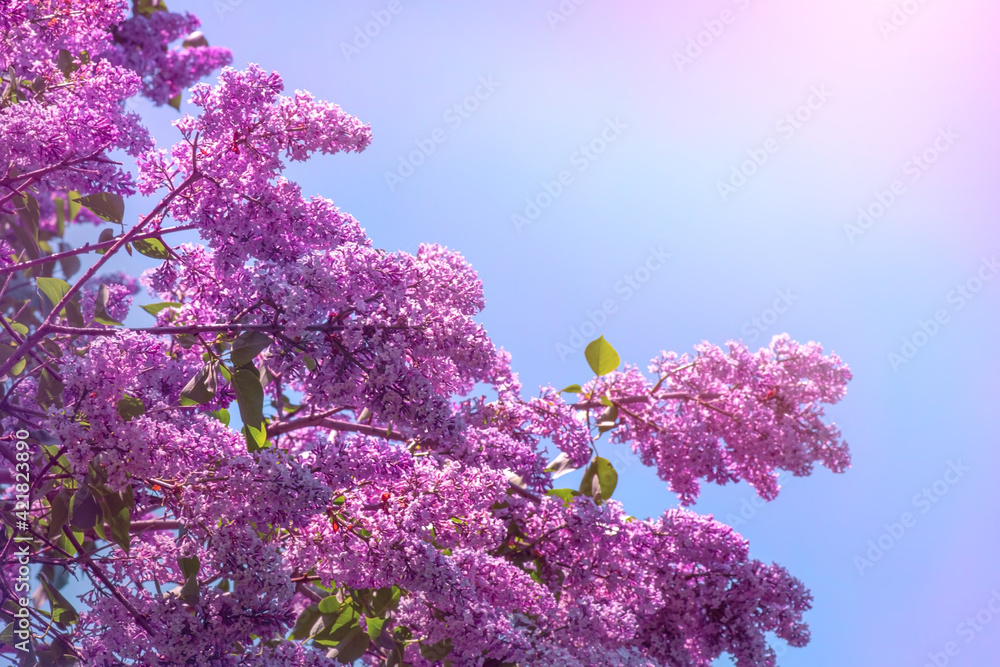 Blooming lilac in dew drops of pure water. Blooming lilac in dew drops of pure water.