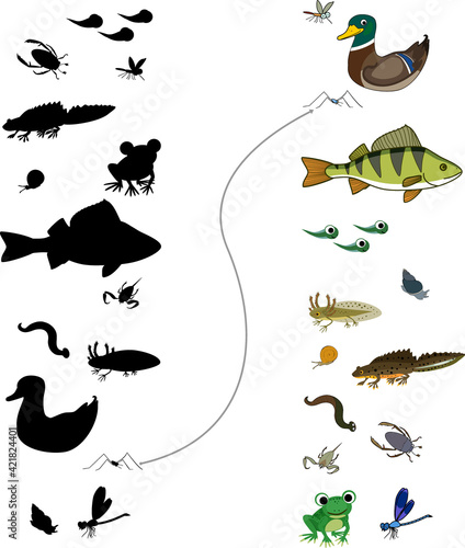 Find the right shade. Educational children matching game with animals living in pond