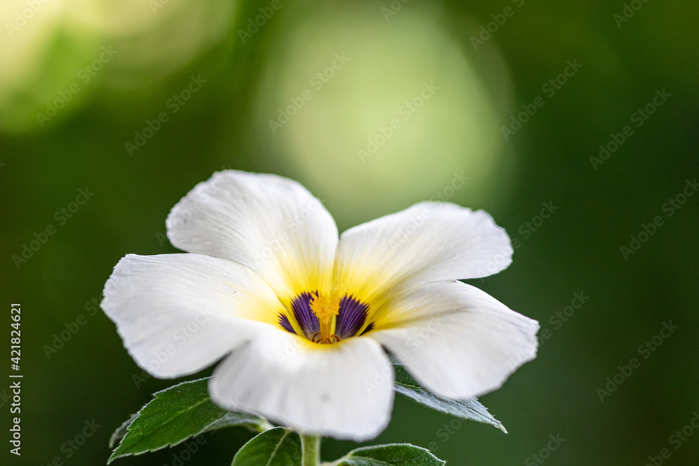 white Malva flower in the garden white Malva flower in the garden