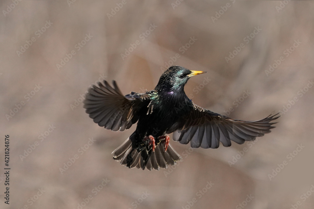 Fototapeta premium European Starlings flapping and fighting in mid air and on bird feeder competing for food in early spring on freezing cold day but bright sunny day
