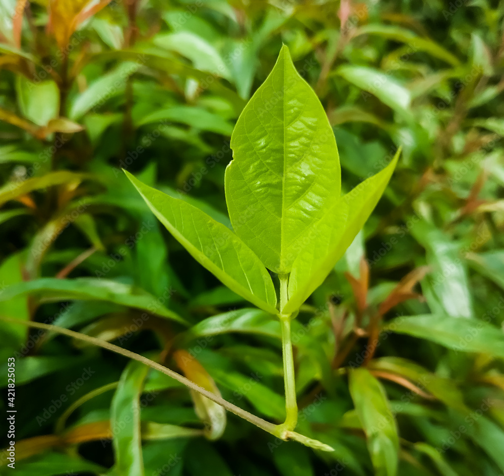 green leaves of a tree green leaves of a tree