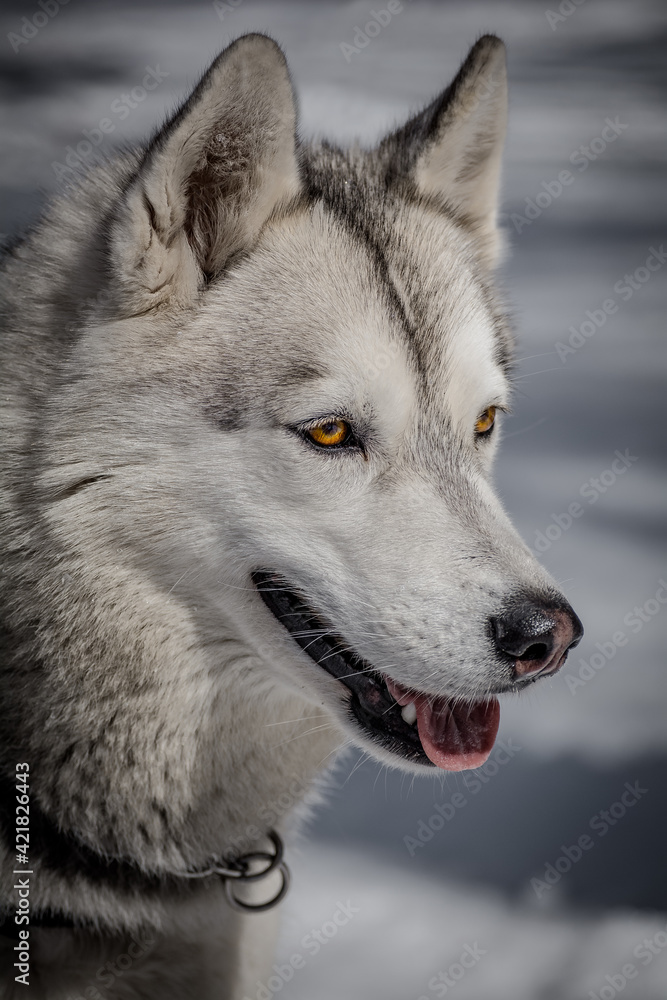 Obraz premium Siberian Husky