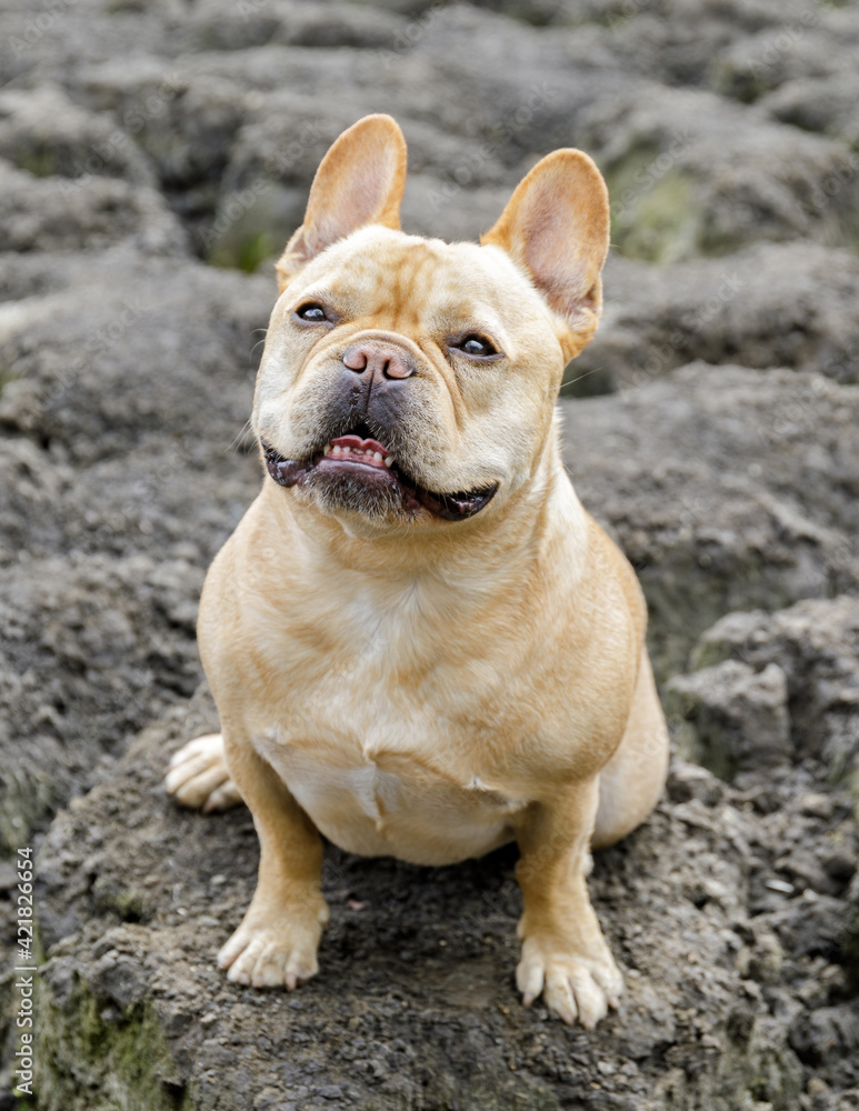 5-Years-Old Frenchie Male Sitting on Lake Bed and Looking Up. Lake in Northern California. 5-Years-Old Frenchie Male Sitting on Lake Bed and Looking Up. Lake in Northern California.