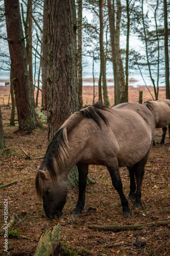 Wild horses in their pastureland in the woods during gloomy day near Engure lake in Latvia © Janis Eglins
