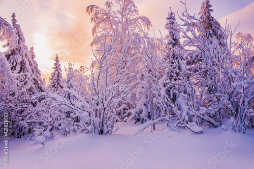 Beautiful winter dawn