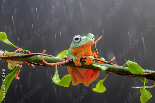 Canvas Print Tree Frogs, Tree Frogs On The Leaves