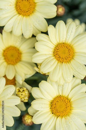 yellow Marguerite closeup