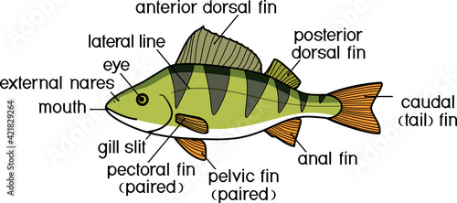 Fish external anatomy. External structure of perch (Perca fluviatilis)
