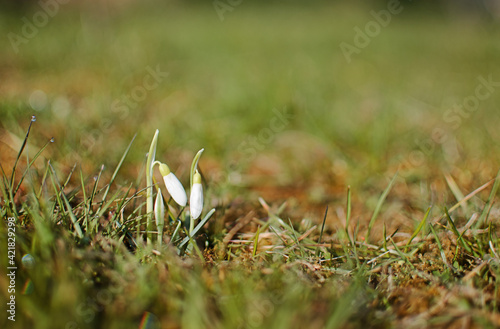 Little first spring flowers of snowdrops bloom outdoors in the spring