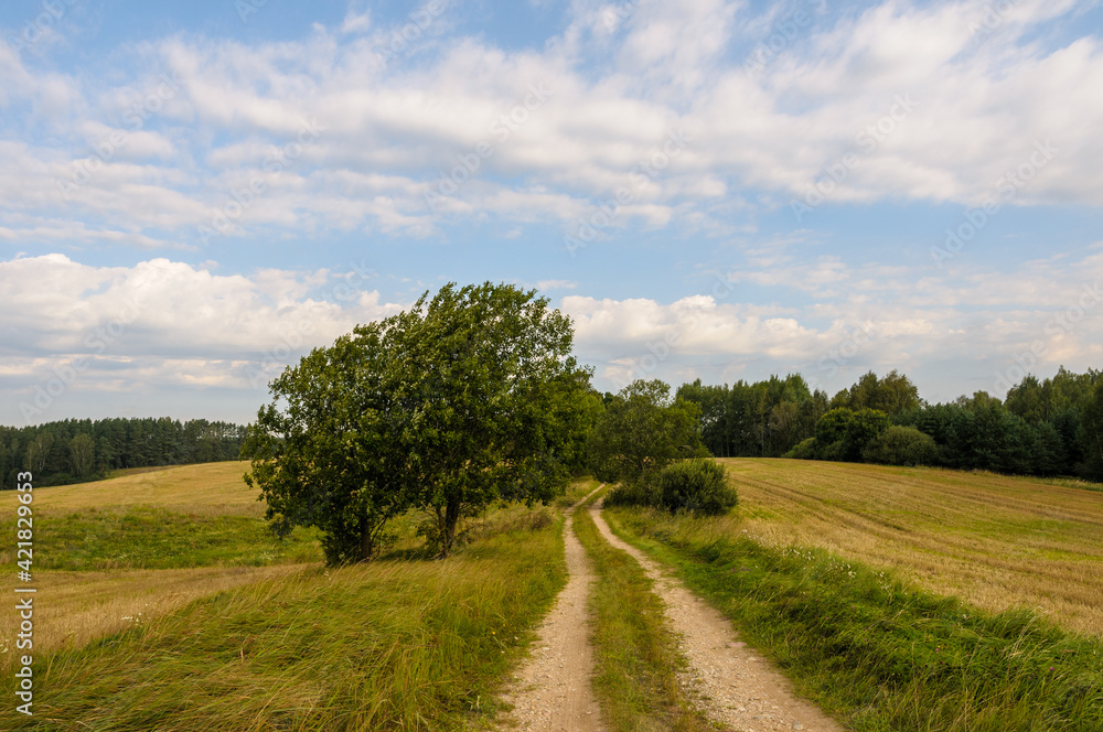 Dirt road in the countryside with tree and agriculture field