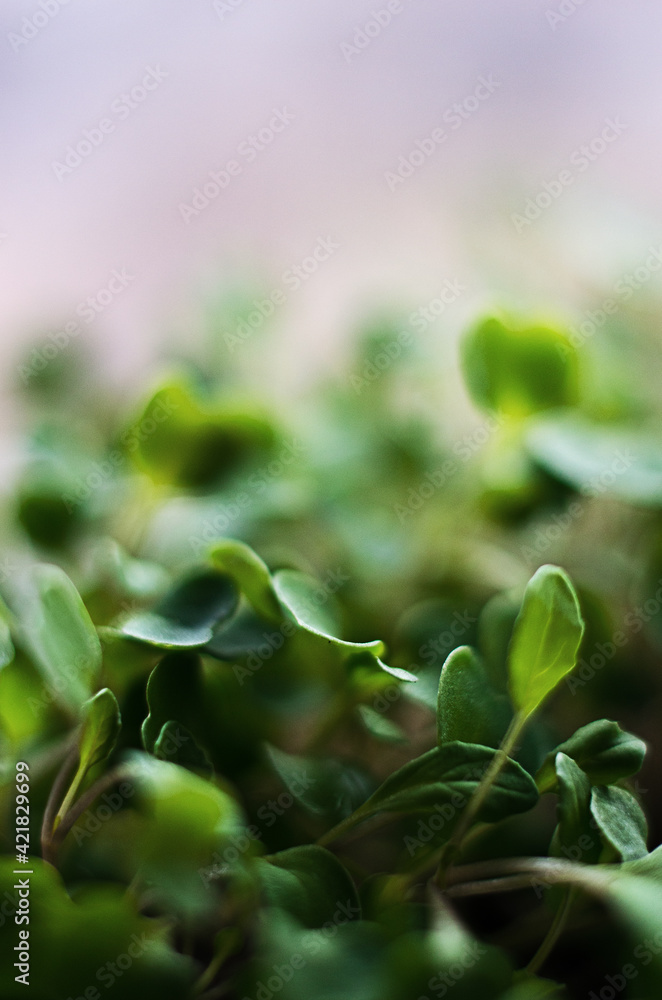 Little green sprouts appeared from the ground Little green sprouts appeared from the ground