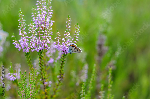 Butterfly on a heather flower