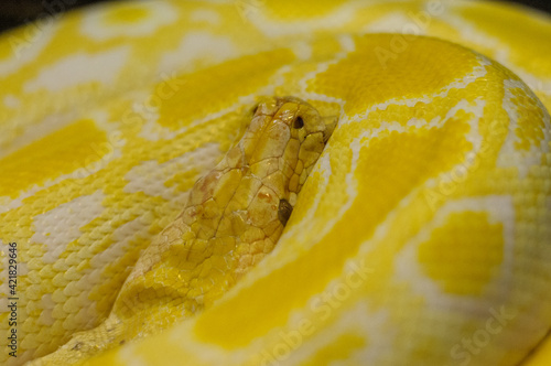 Close up of a Burmese python snake