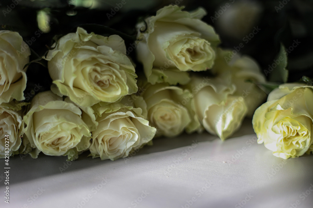 White mondial roses in the sunlight White mondial roses in the sunlight