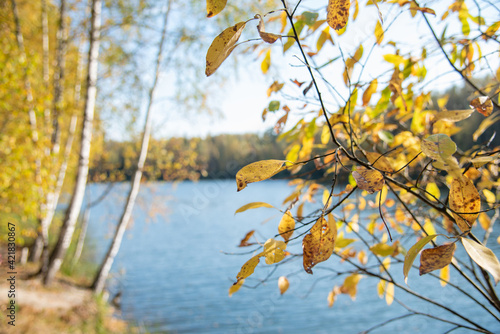 Close-up of a branch with yellow faded leaves, against the background forest lake.