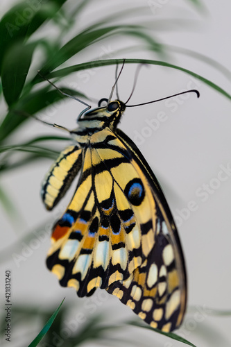 Papilio Machaon large tropical butterfly bright yellow color with colored spots sits on a green sheet of grass © Naletova