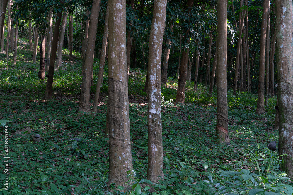 Old rubber trees that grow on a hill in the forest covered with green grass. Old rubber trees that grow on a hill in the forest covered with green grass.