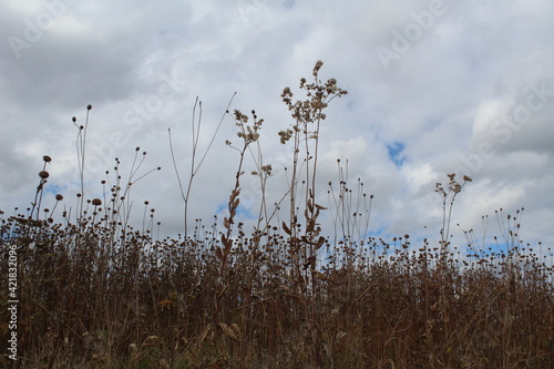 Summer prairie grass and clouds in blue sky. © David