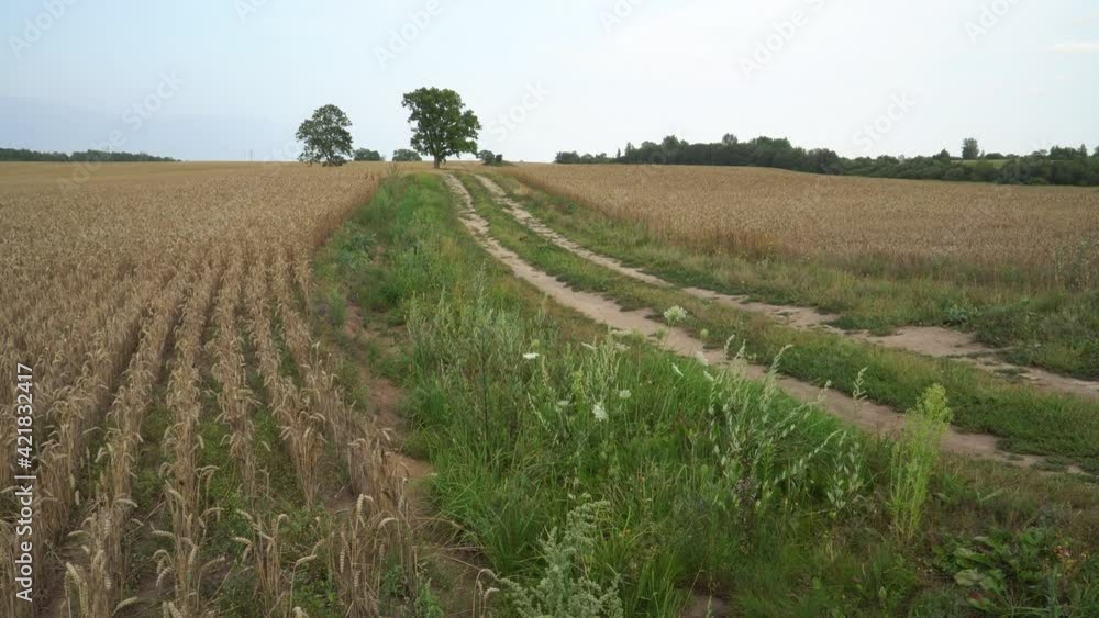 The rural road winding between ripe cereal fields. Summer crops farmland landscape. A perspective view to the lonely road that winds into the distance. The rural road winding between ripe cereal fields. Summer crops farmland landscape. A perspective view to the lonely road that winds into the distance.