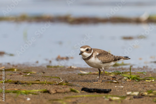 Cute young semipalmated plover standing on a riverbed