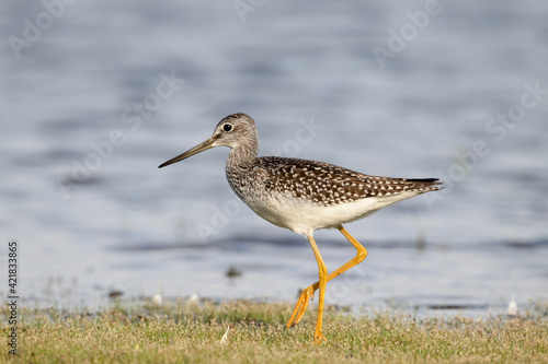 Canvastavla Lesser yellowlegs (tringa flavipes) foraging in the river