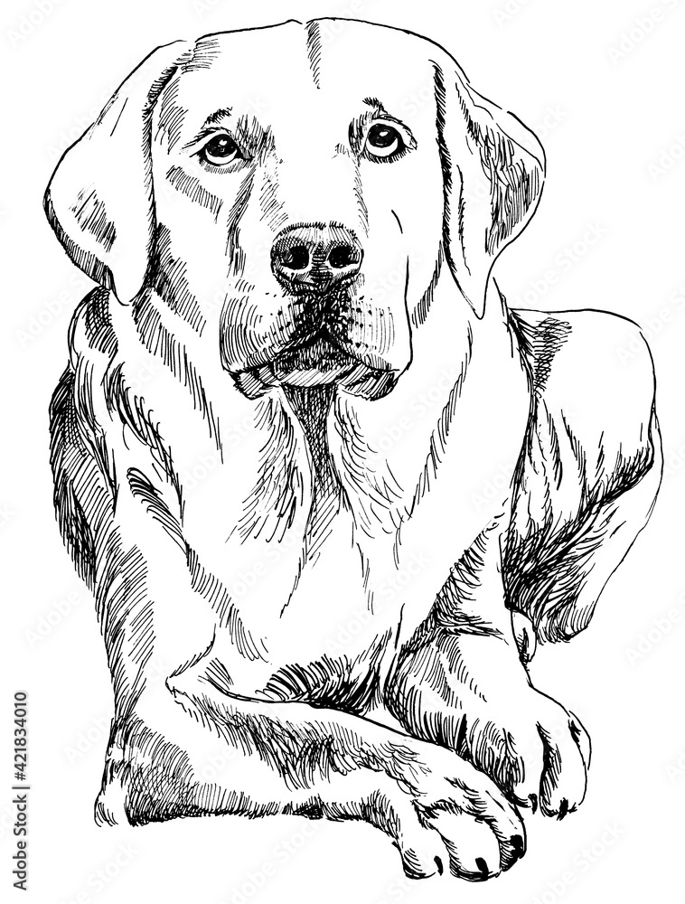 line drawing of labrador Stock Illustration | Adobe Stock