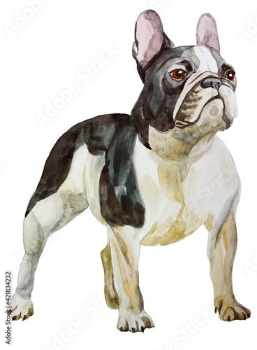 watercolor drawing of french bulldog