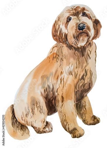 watercolor drawing of labradoodle