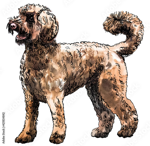 labradoodle drawn in watercolour and ink