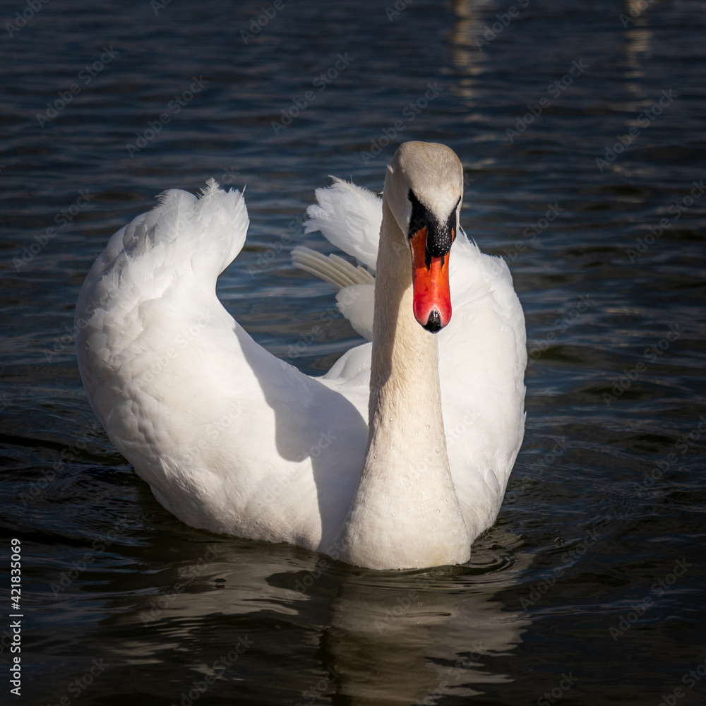 Obraz premium white swan on the water