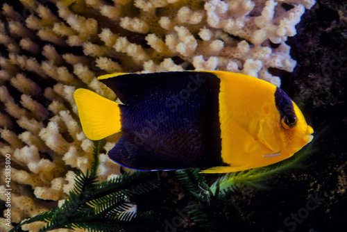 Bicolor angelfish photo