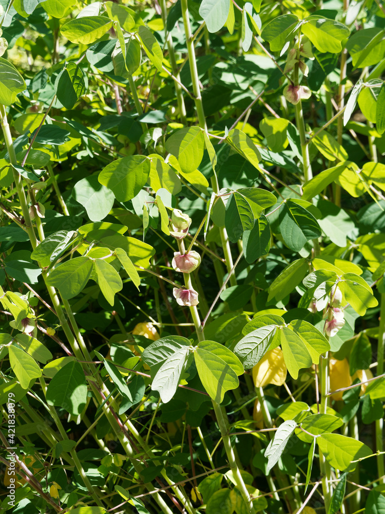 Fototapeta premium Amicia zygomeris | Yoke-leaved amicia, exotic plant with ornamental foliage, four theart-shaped leaflets and purple-veined stipules, producing pea-like purple and yellow flowers in short racemes