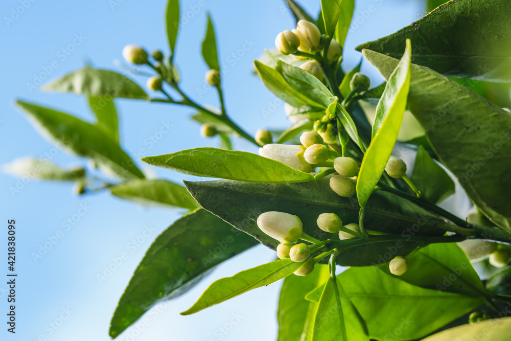 Branch of orange tree with flower buds close up, and clear blue sky on background. Beautiful Spring season Branch of orange tree with flower buds close up, and clear blue sky on background. Beautiful Spring season