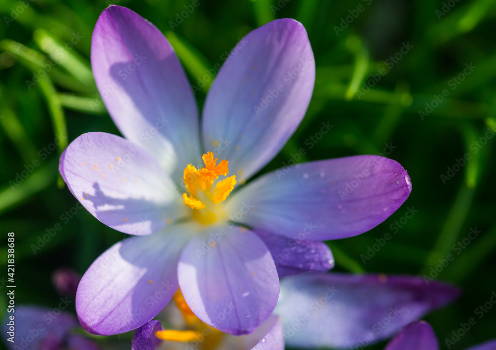 Fototapeta premium Crocus Opening