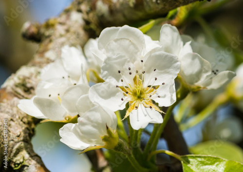 Pear Tree Blossom