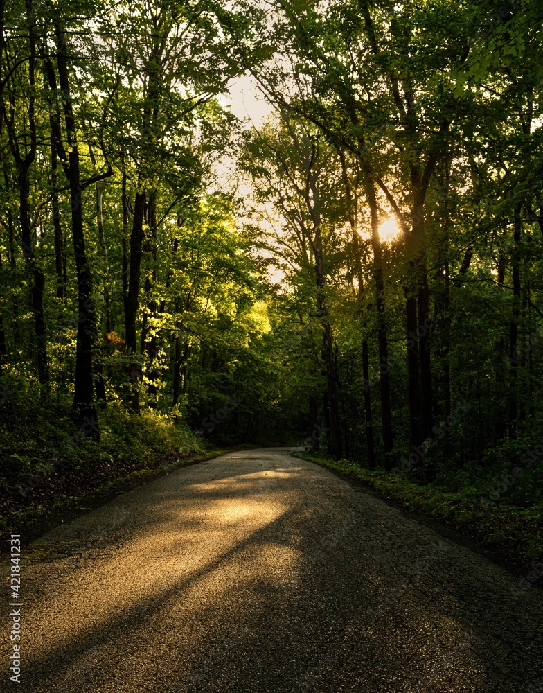 Fototapeta premium road in the woods