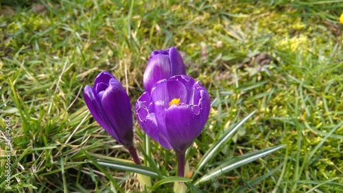 spring crocus flowers photo