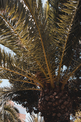 hojas de palmera